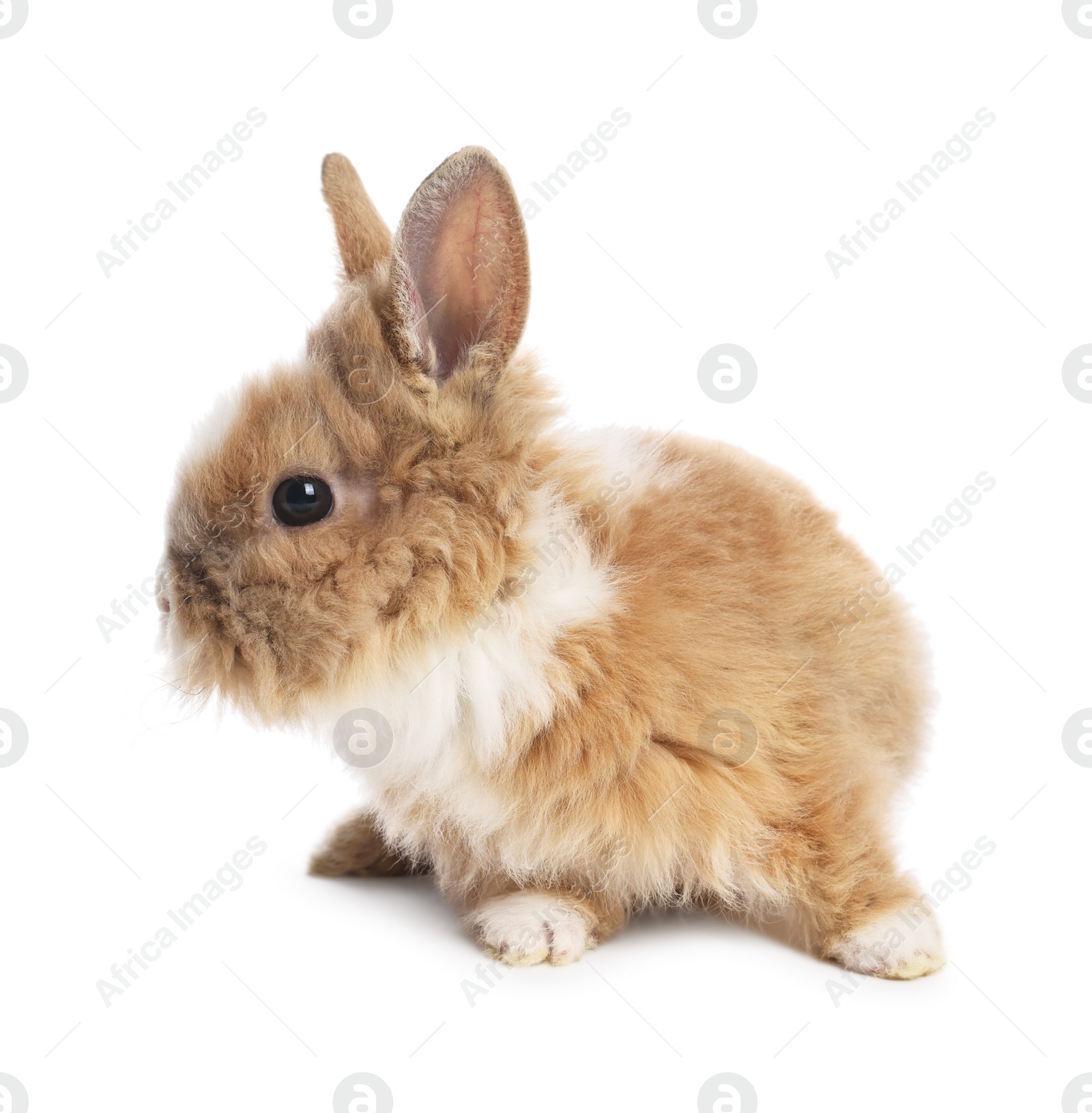 Photo of Cute fluffy pet rabbit isolated on white