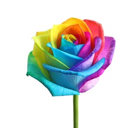 Photo of Amazing rainbow rose flower on white background