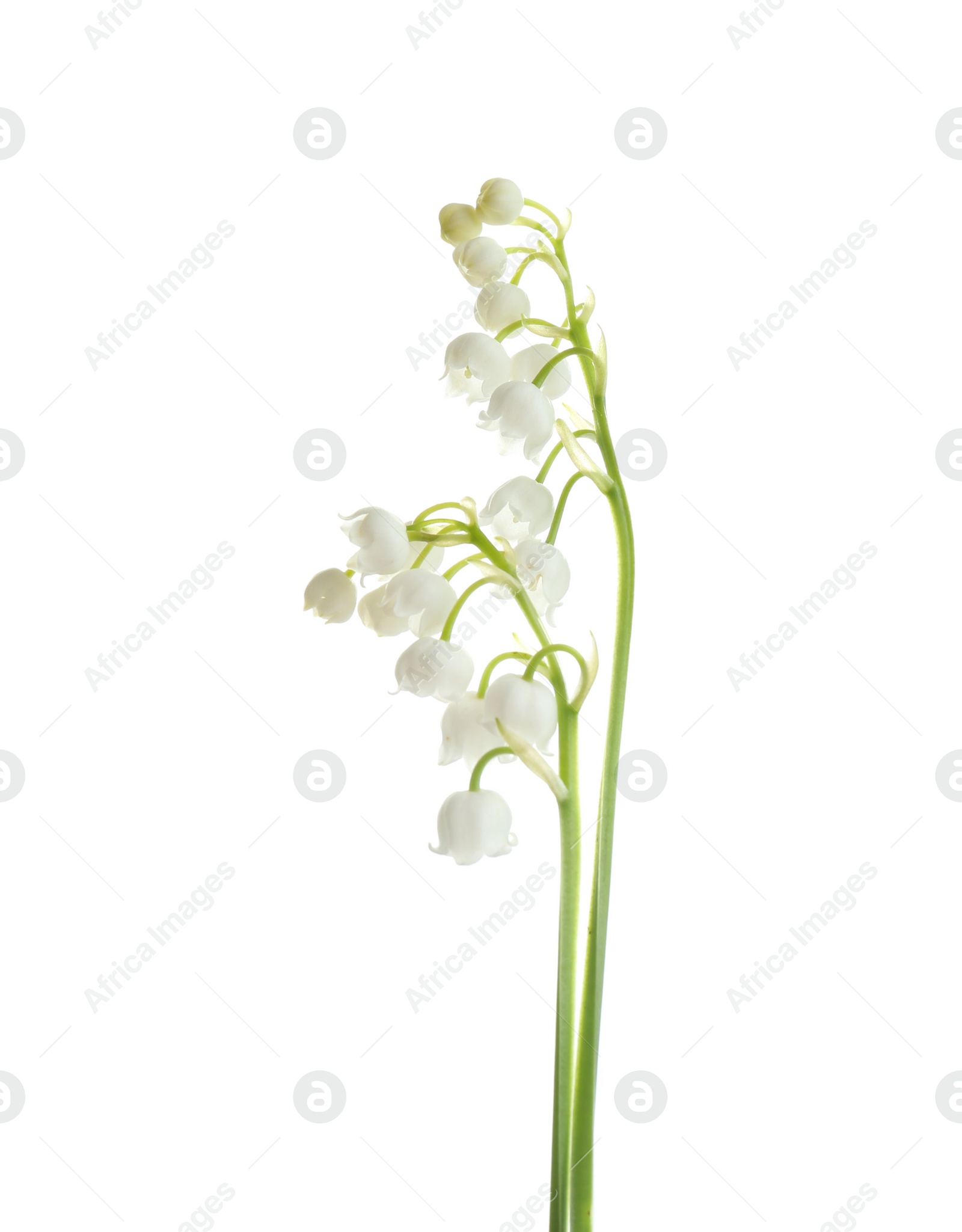 Photo of Beautiful fragrant lily of the valley flowers on white background