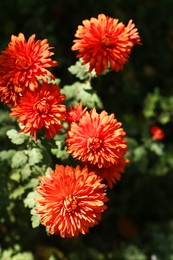 Photo of Beautiful chrysanthemum flowers growing in garden on sunny day