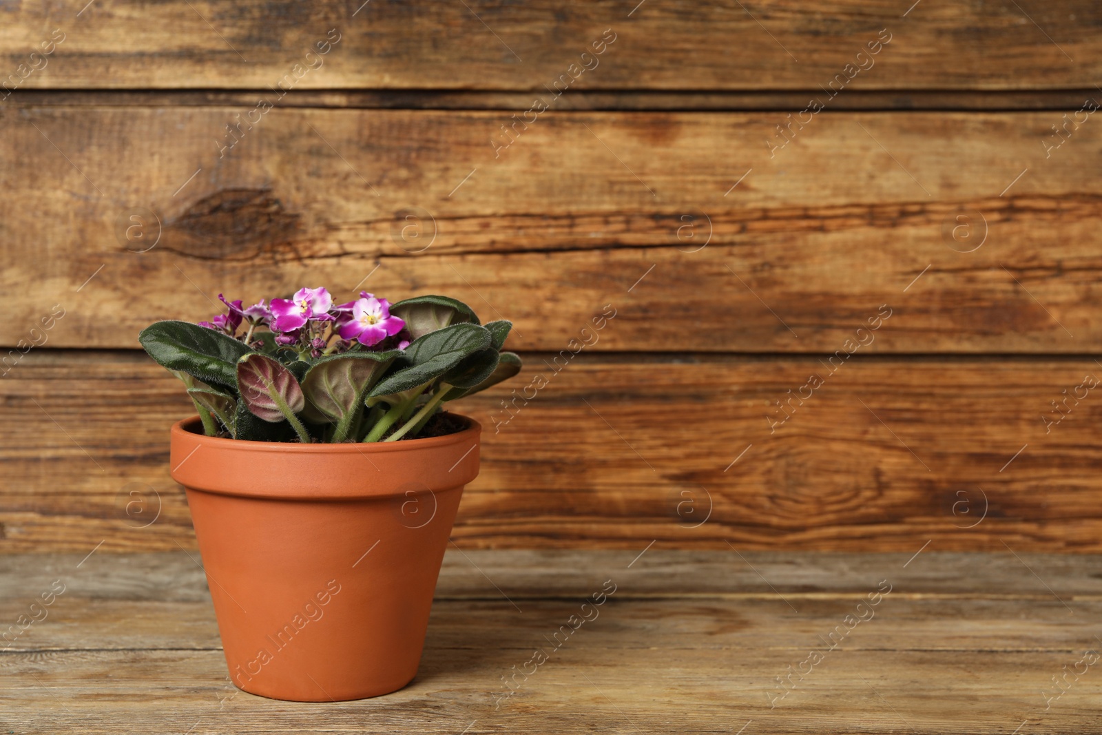 Photo of Beautiful blooming violet flower in pot on wooden table, space for text