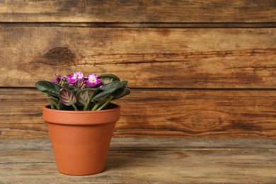 Photo of Beautiful blooming violet flower in pot on wooden table, space for text