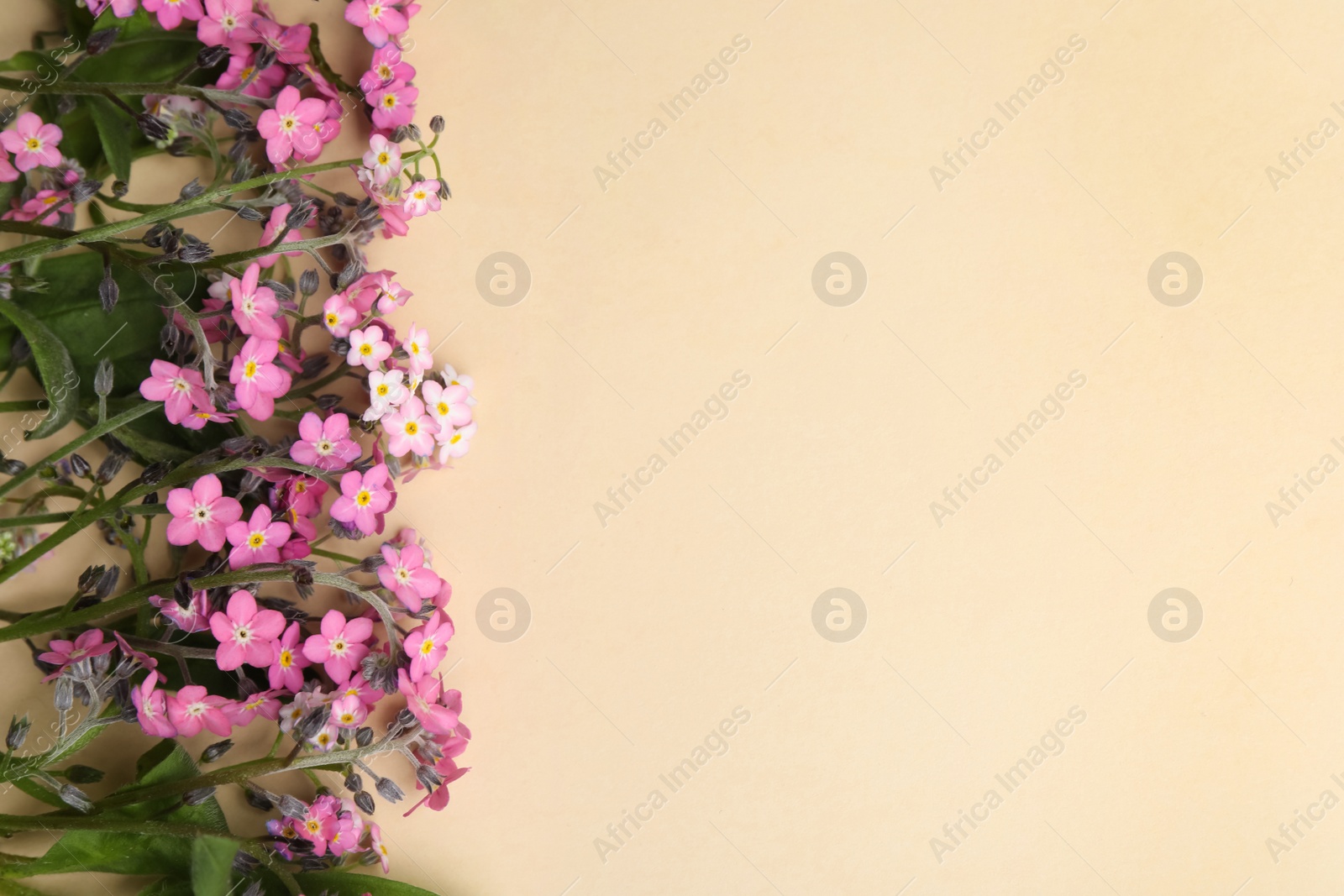 Photo of Beautiful pink forget-me-not flowers on beige background, flat lay. Space for text