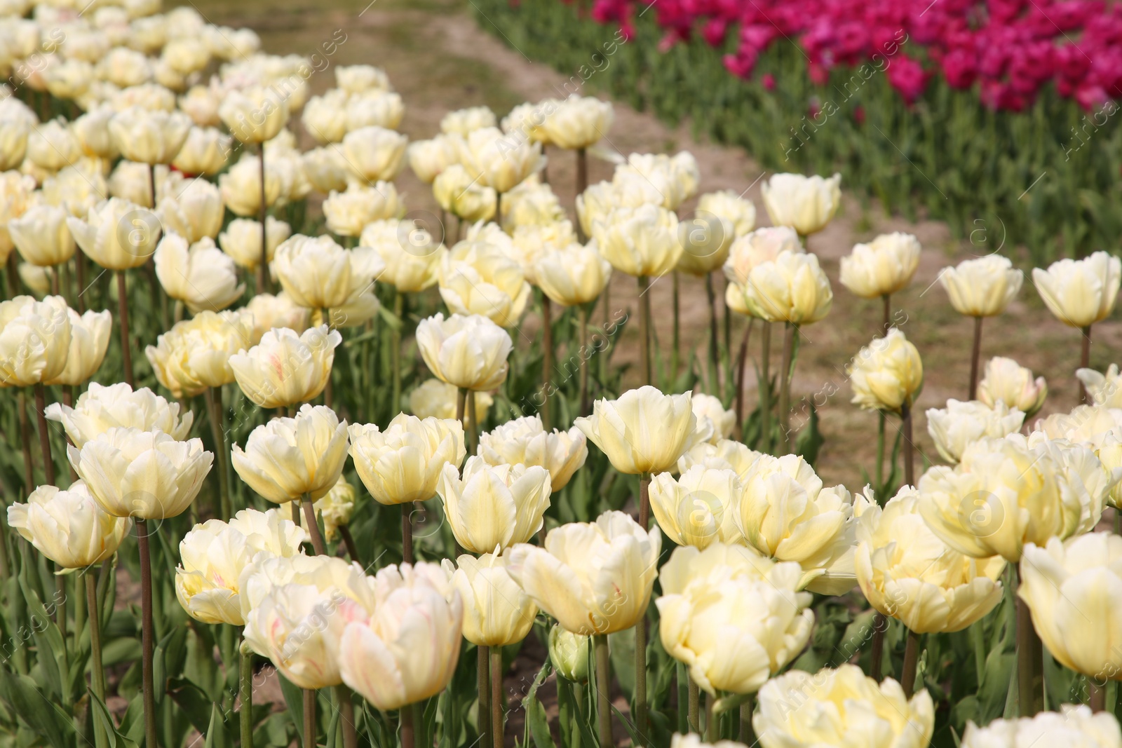 Photo of Beautiful yellow tulip flowers growing in field