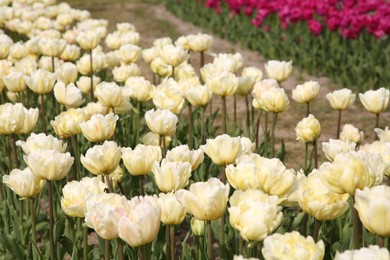 Photo of Beautiful yellow tulip flowers growing in field