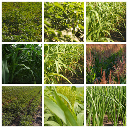 Image of Collage with photos of fields on sunny day. Agriculture