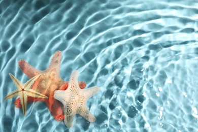 Image of Beautiful starfishes in sea water, space for text