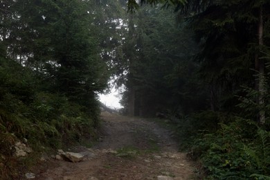 Picturesque view of path through foggy forest. Beautiful landscape