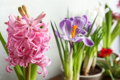 Beautiful pink hyacinth, closeup view. Space for text