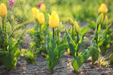 Field with fresh beautiful tulips. Blooming spring flowers