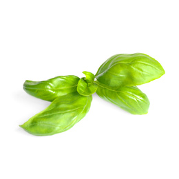 Photo of Fresh green basil leaves isolated on white