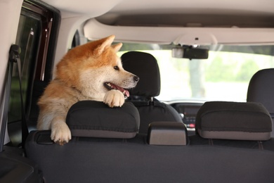 Cute fluffy Akita Inu dog in car