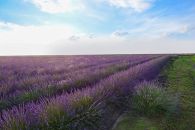 Photo of Picturesque view of beautiful blooming lavender field