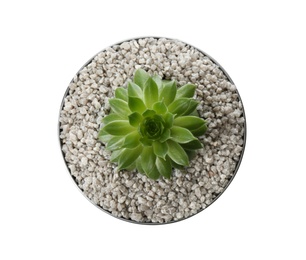 Beautiful succulent plant in tin can isolated on white, top view. Home decor