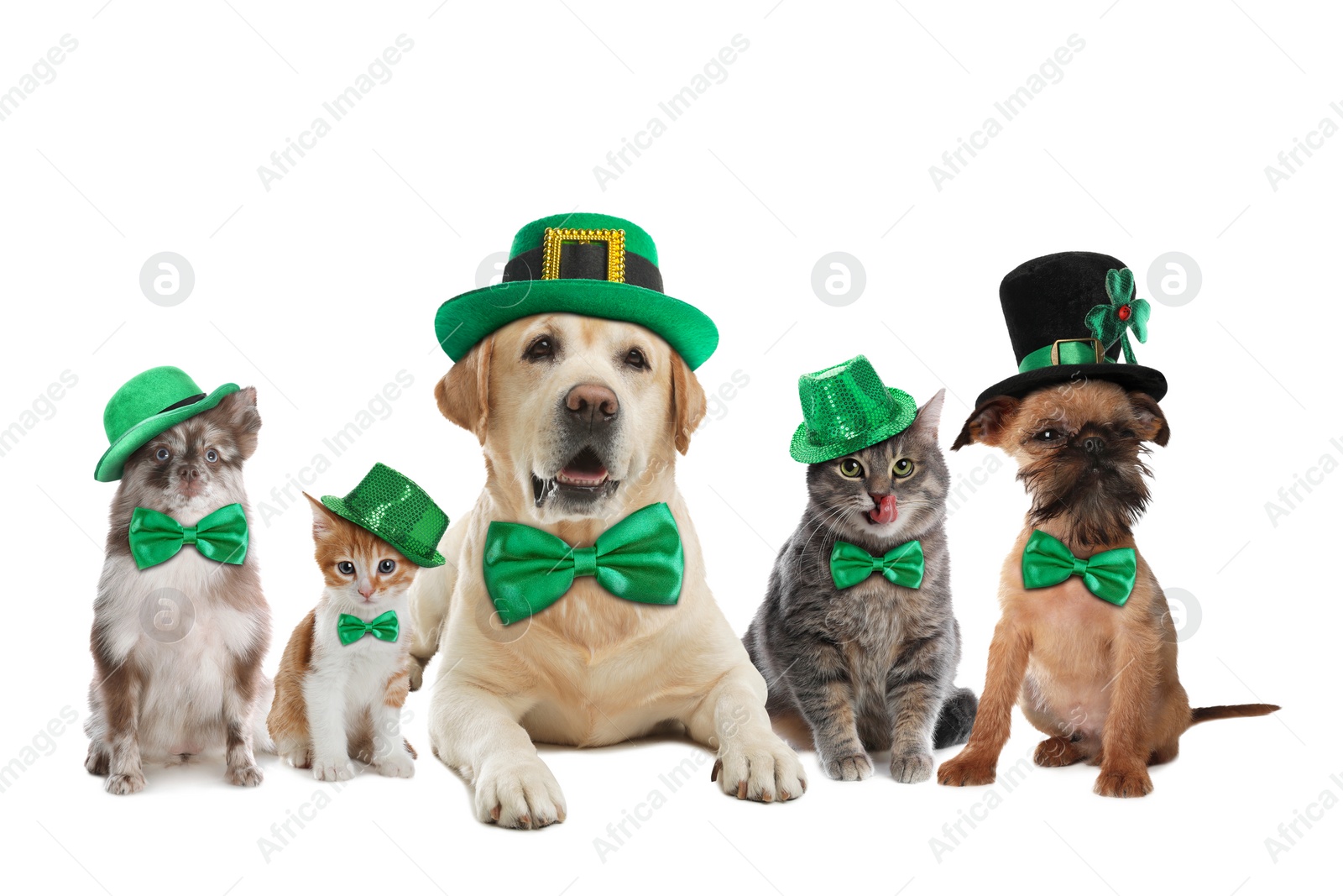 Image of St. Patrick's day celebration. Cute dogs and cats with festive accessories on white background