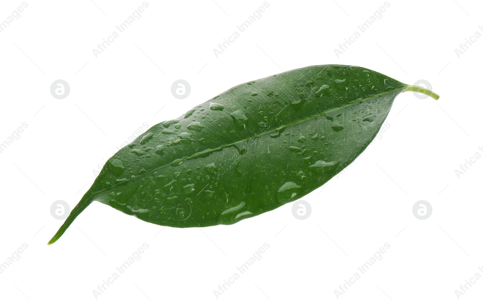 Photo of Fresh green ficus leaf on white background