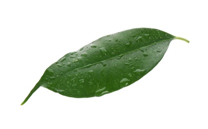 Photo of Fresh green ficus leaf on white background