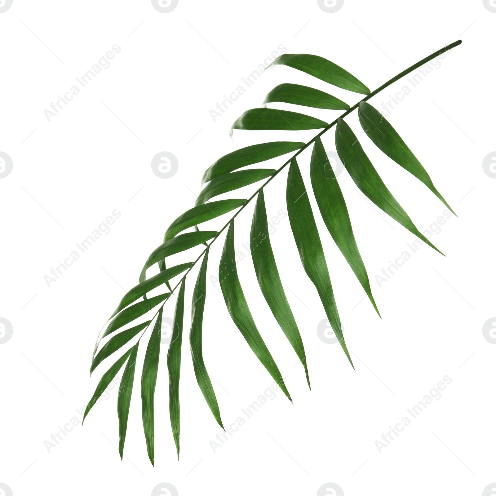 Photo of Beautiful lush tropical leaf isolated on white