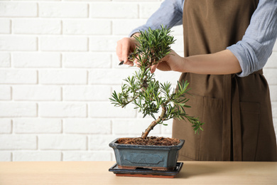 Woman trimming Japanese bonsai plant at wooden table, closeup with space for text. Creating zen atmosphere at home