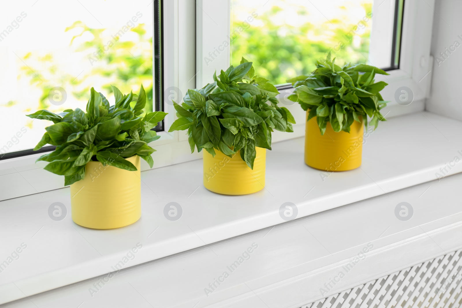 Photo of Fresh green basil in pots on white window sill