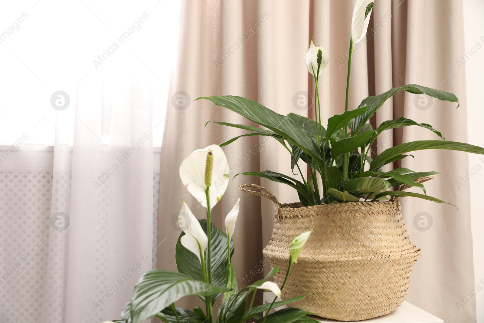 Photo of Stylish interior design with beautiful plants in pots