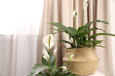 Photo of Stylish interior design with beautiful plants in pots