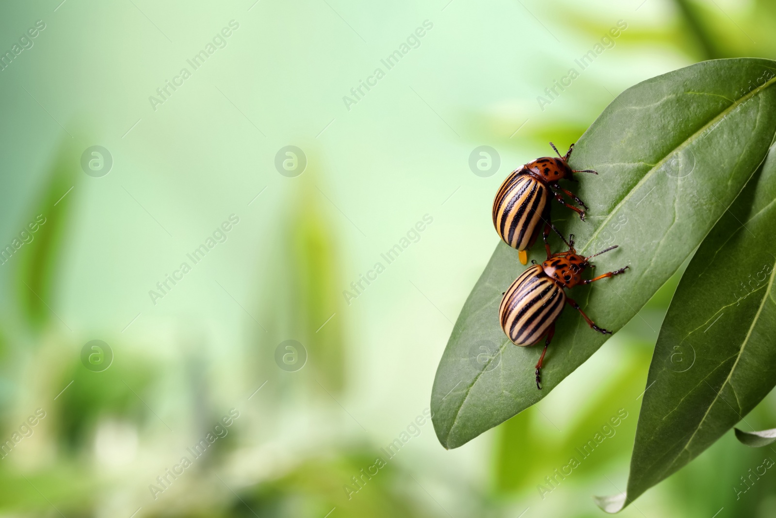 Photo of Colorado potato beetles on green leaf against blurred background, closeup. Space for text