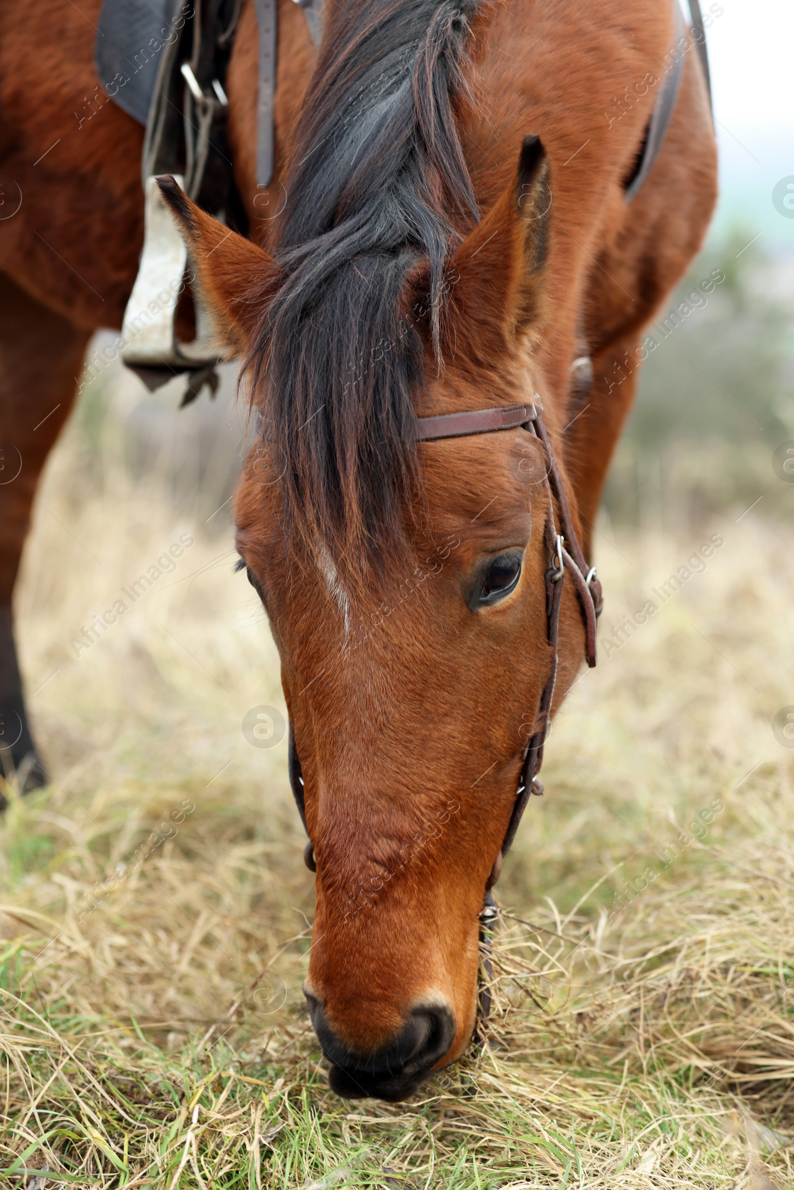 Photo of Adorable chestnut horse grazing outdoors. Lovely domesticated pet