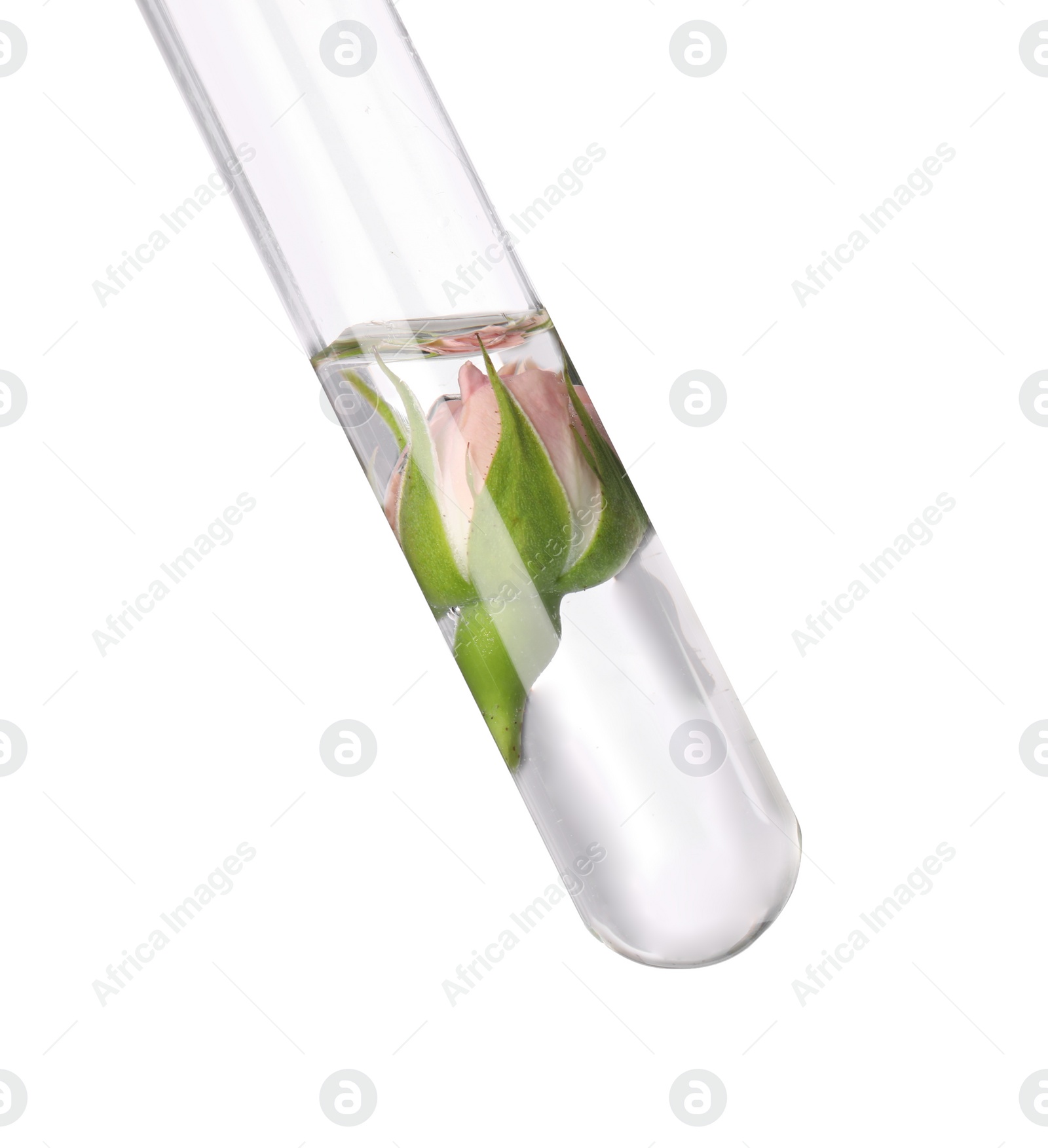 Photo of Test tube with rose flower on white background. Essential oil extraction