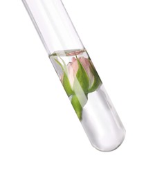 Test tube with rose flower on white background. Essential oil extraction