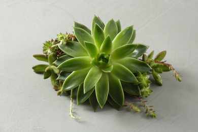 Photo of Beautiful echeveria on light grey background. Succulent plant