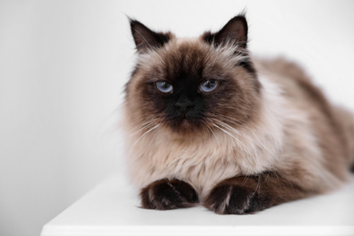 Photo of Cute Balinese cat on table at home. Fluffy pet