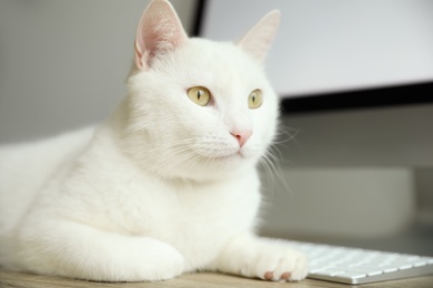 Photo of Adorable white cat lying near keyboard at workplace, closeup