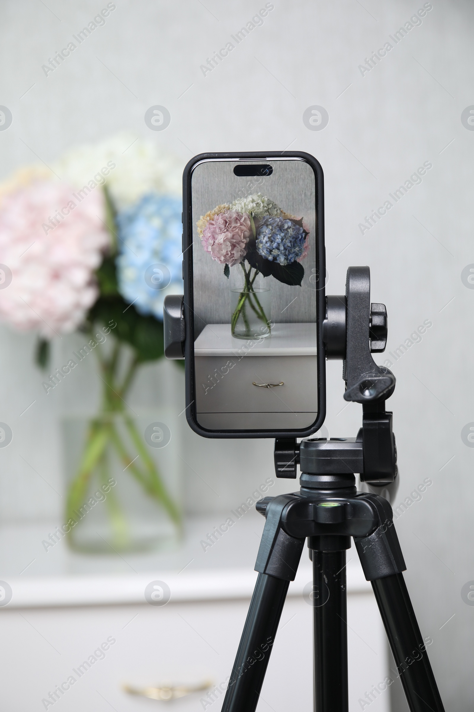 Photo of Taking photo of beautiful hydrangea flowers with smartphone indoors, selective focus