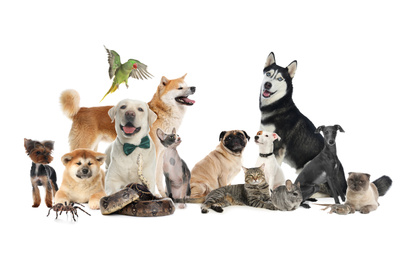 Group of different pets on white background