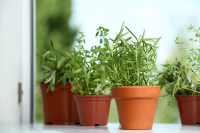 Photo of Pots with fresh rosemary on window sill