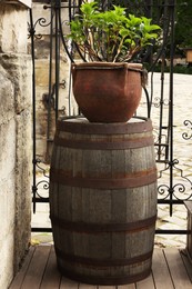 Photo of Traditional wooden barrel and beautiful houseplant outdoors