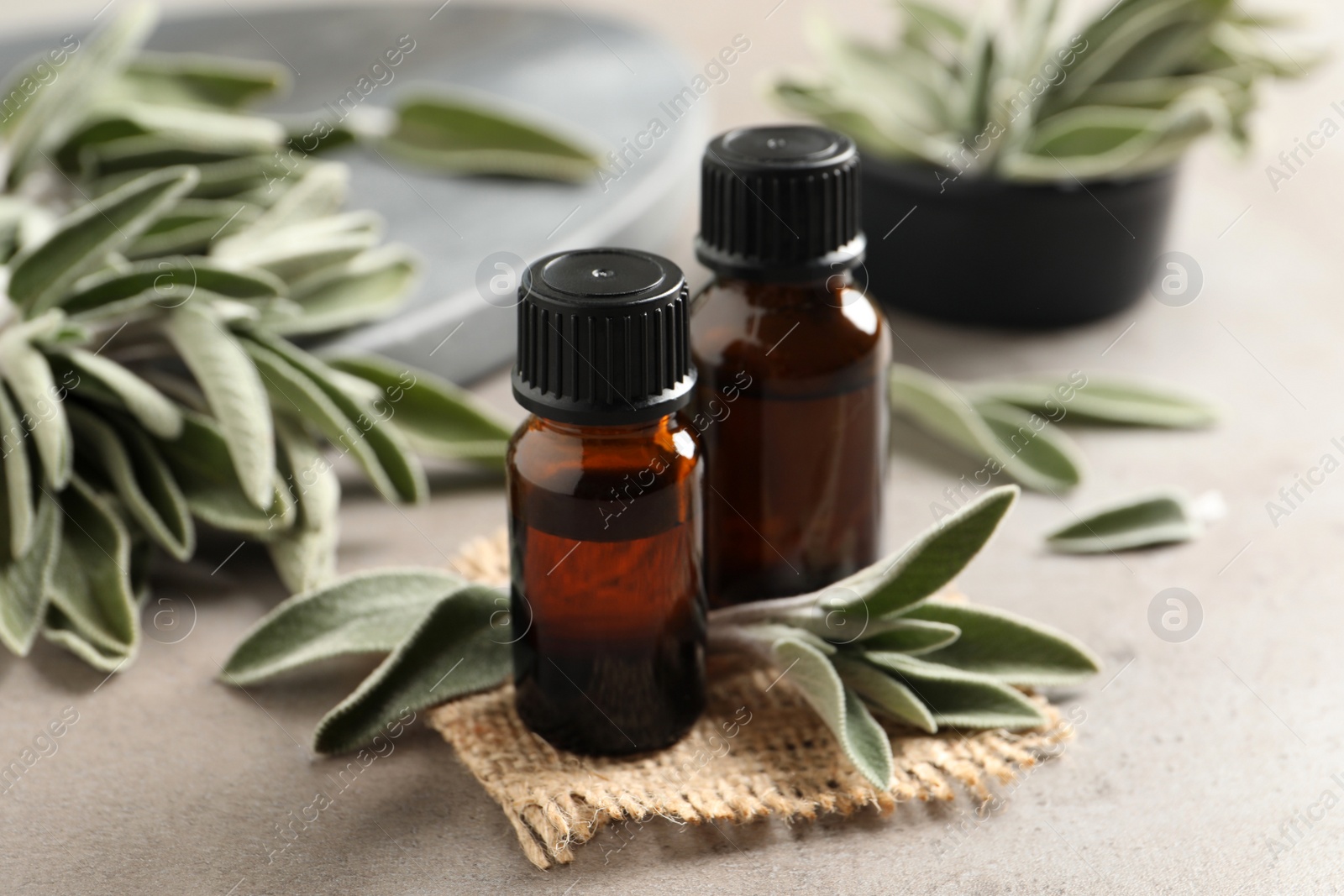 Photo of Bottles of essential sage oil, twigs and leaves on light grey table