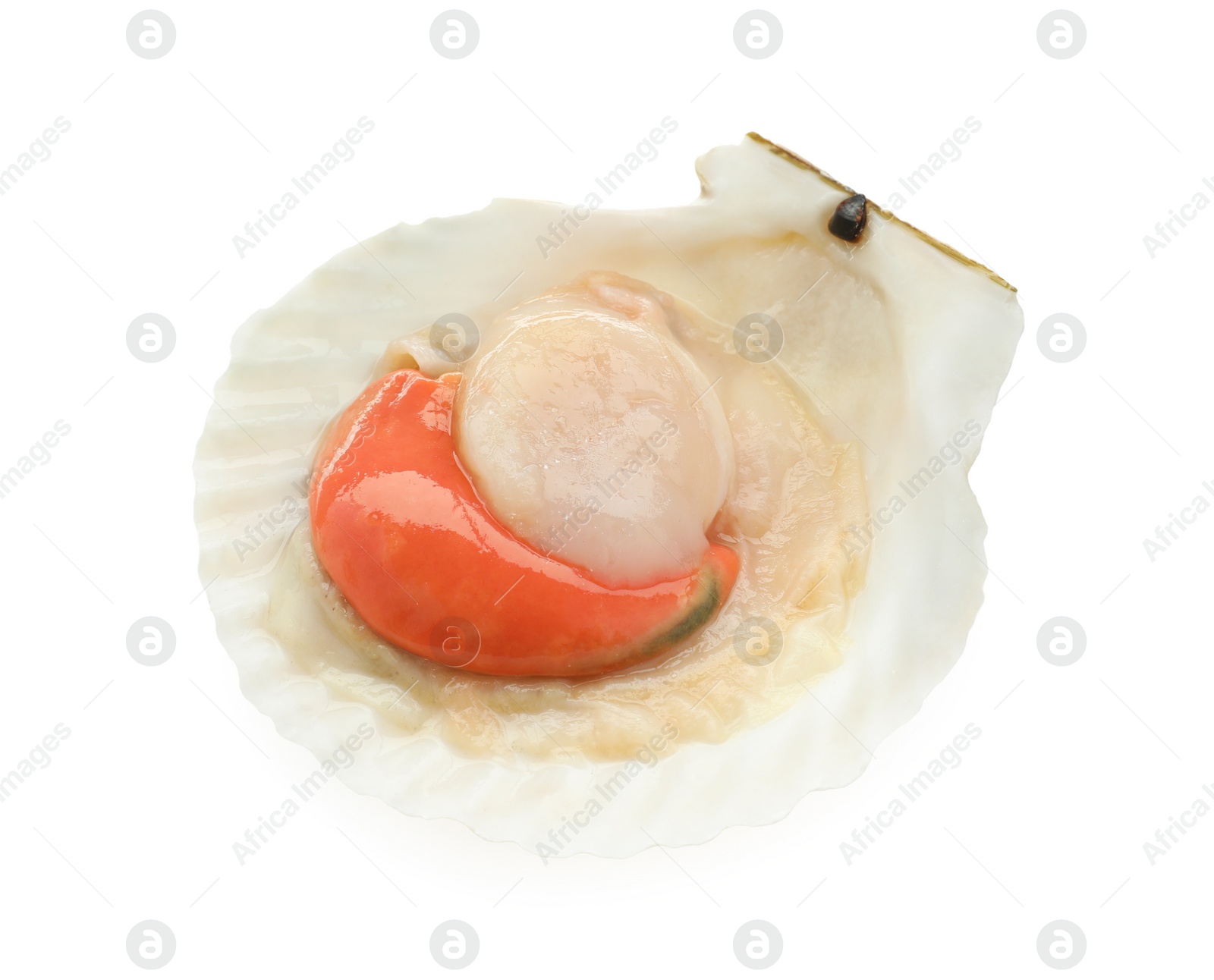 Photo of Fresh raw scallop in shell isolated on white, above view