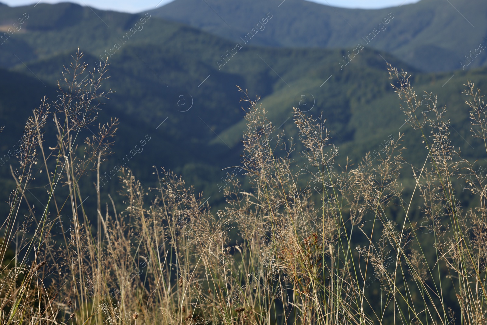 Photo of Beautiful mountain landscape with plants on sunny day