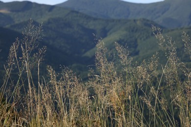 Photo of Beautiful mountain landscape with plants on sunny day