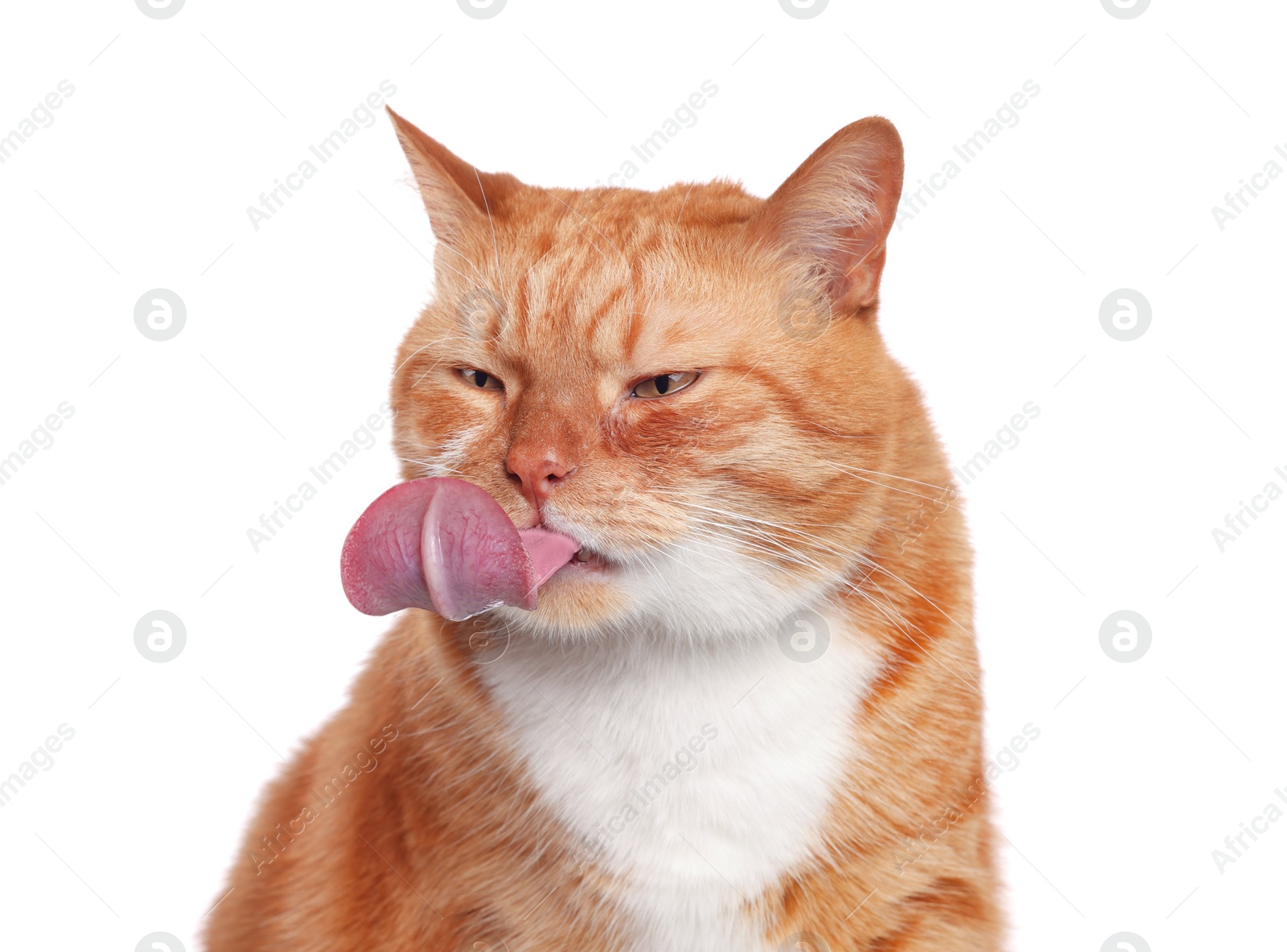 Image of Cute cat showing long tongue on white background