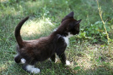 Photo of Beautiful small kitten walking on green grass outdoors