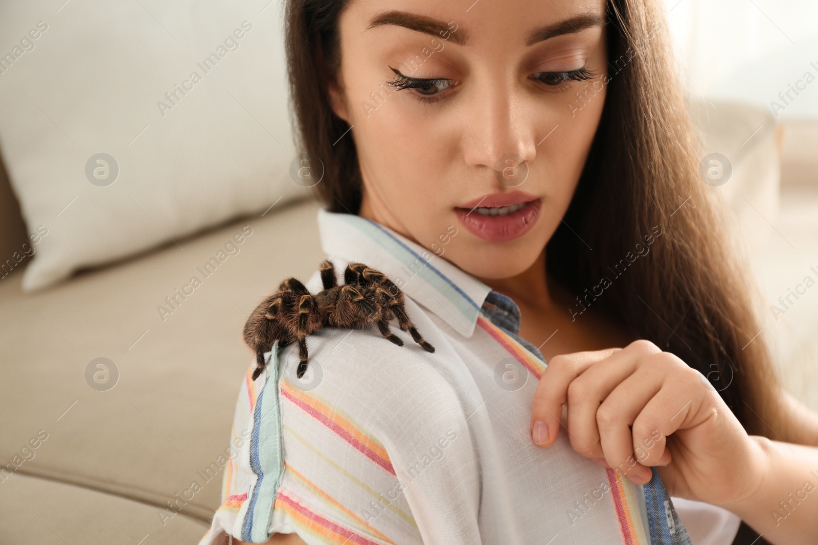 Photo of Scared young woman with tarantula at home, closeup. Arachnophobia (fear of spiders)