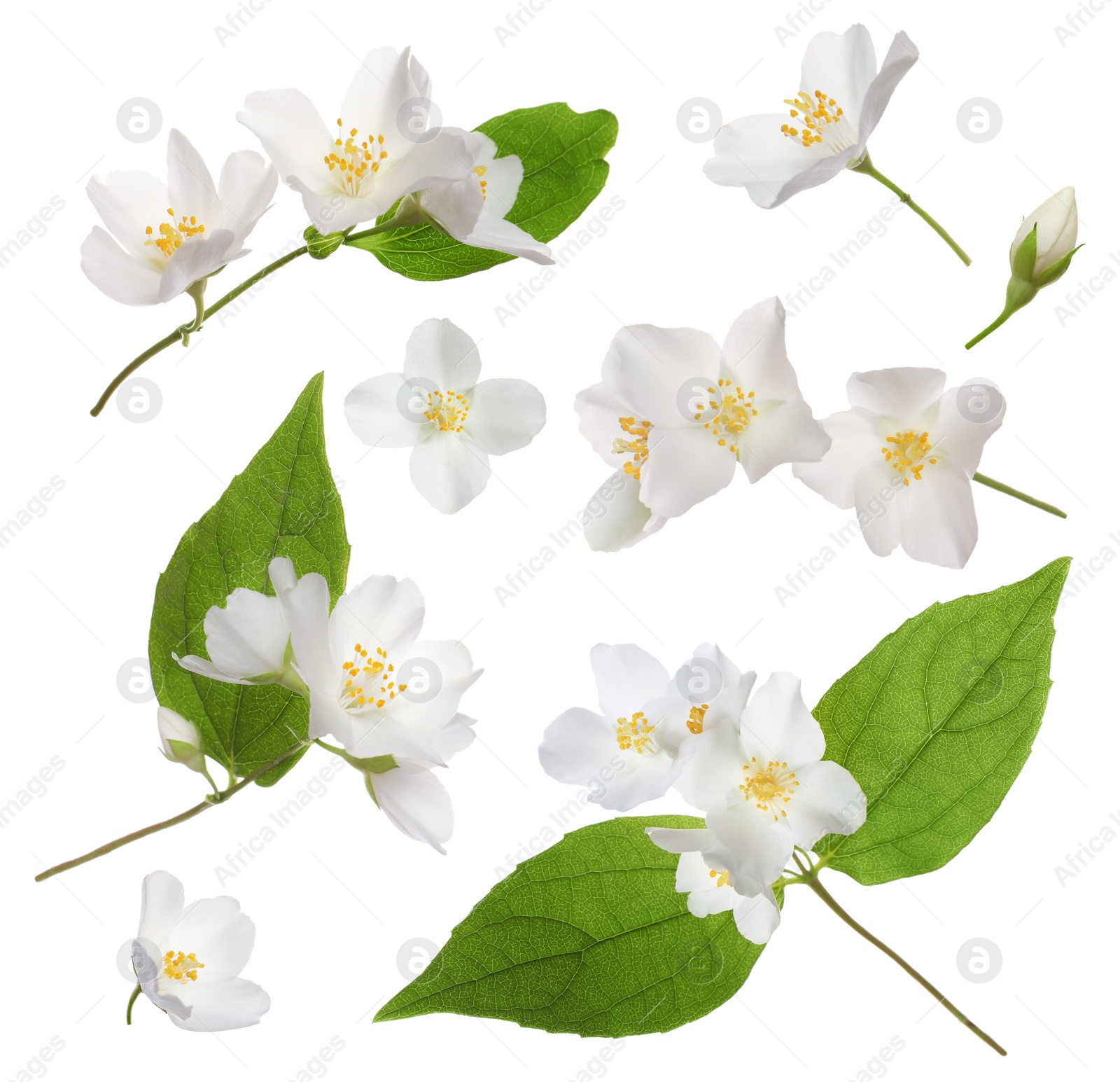 Image of Set with beautiful tender jasmine flowers and green leaves on white background 