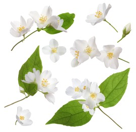 Set with beautiful tender jasmine flowers and green leaves on white background 