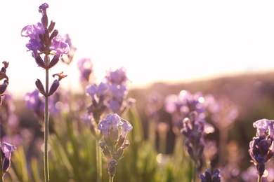 Image of Beautiful sunlit lavender flowers outdoors, closeup view