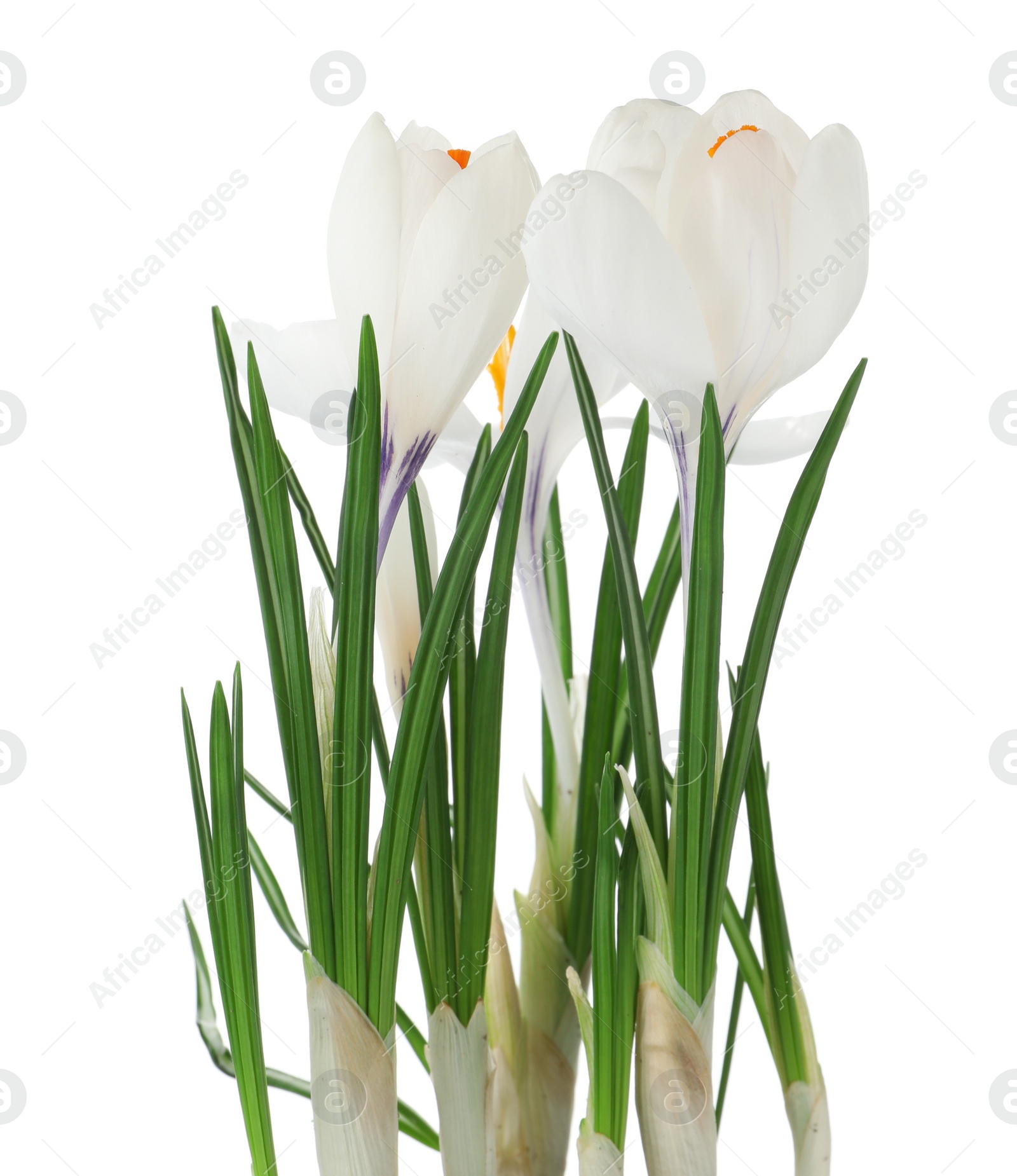 Photo of Beautiful crocus flowers isolated on white. Spring season