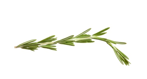 Fresh rosemary on white background