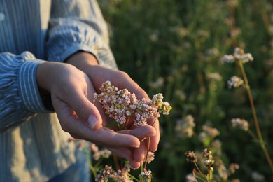 Woman in beautiful blossoming buckwheat field, closeup